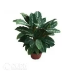 0.3/Pcs Calathea 'Maui Queen' Seedling(100Pcs?? - Image 4