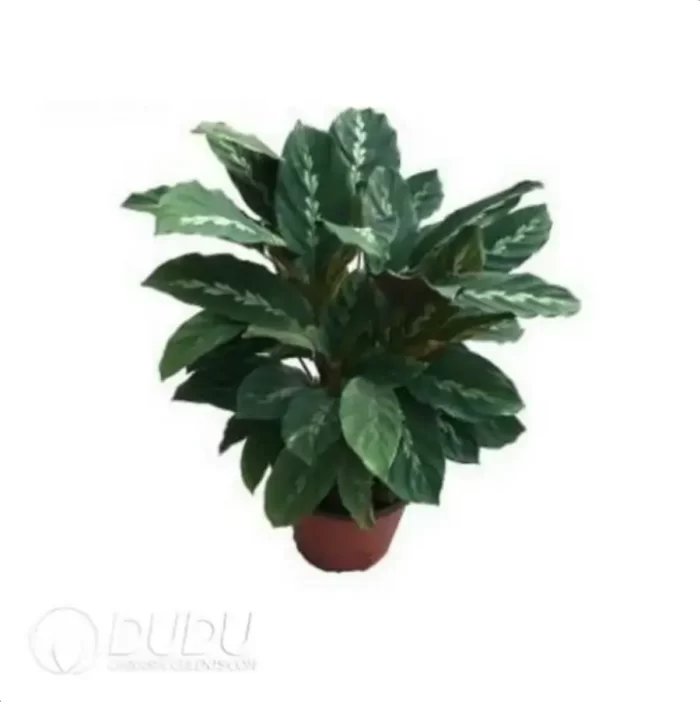 0.3/Pcs Calathea 'Maui Queen' Seedling(100Pcs?? - Image 4