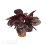 0.4/Pcs Calathea roseopicta 'Princess Jessie' Seedling(100Pcs?? - Image 4