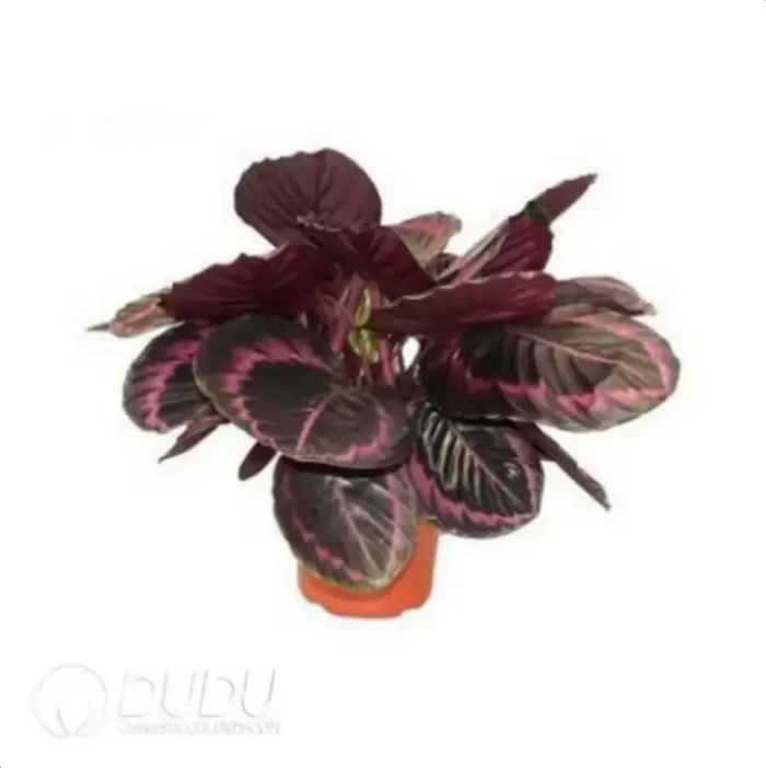 0.4/Pcs Calathea roseopicta 'Princess Jessie' Seedling(100Pcs?? - Image 4