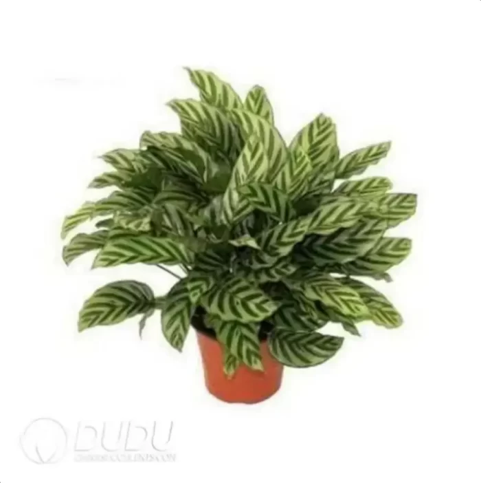 0.2/Pcs Calathea concinna 'Freddie' Seedling(100Pcs?? - Image 4