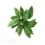 0.3/Pcs Calathea leopardina Seedling(100Pcs?? - Image 4