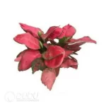 0.3/Pcs Aglaonema A019 Seedling(100Pcs?? - Image 4