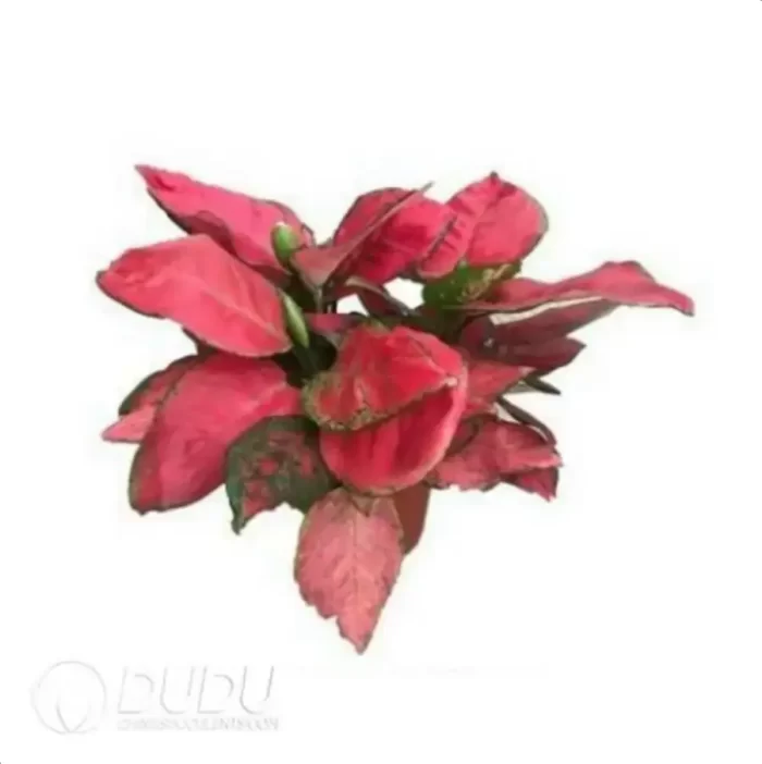 0.3/Pcs Aglaonema A019 Seedling(100Pcs?? - Image 4