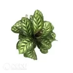 0.4/Pcs Calathea 'Flamestar' Seedling(100Pcs?? - Image 4