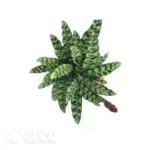 0.4/Pcs Calathea lancifolia Seedling(100Pcs?? - Image 4