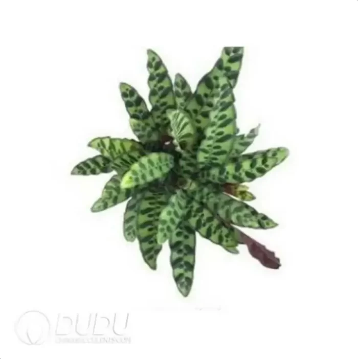 0.4/Pcs Calathea lancifolia Seedling(100Pcs?? - Image 4