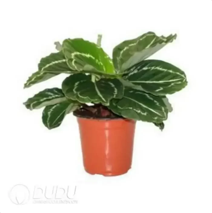 0.3/Pcs Calathea 'Green Beauty' Seedling(100Pcs?? - Image 4