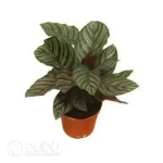 0.3/Pcs Calathea ornata 'Sanderiana' Seedling(100Pcs?? - Image 4