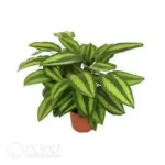 0.3/Pcs Calathea 'Beauty star' Seedling(100Pcs?? - Image 4