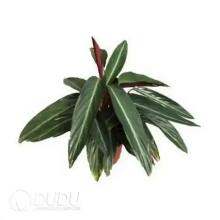 0.3/Pcs Stromanthe sanguinea Seedling(100Pcs?? - Image 4