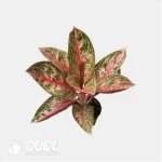 0.4/Pcs Aglaonema sp. Seedling(100Pcs?? - Image 4