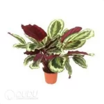 0.3/Pcs Calathea roseopicta 'Marion' Seedling(100Pcs?? - Image 4