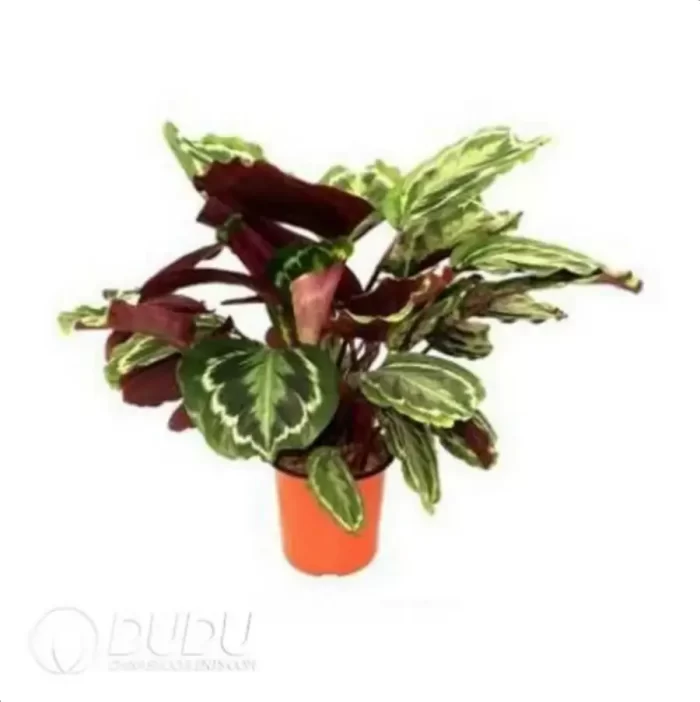 0.3/Pcs Calathea roseopicta 'Medaillon' Seedling(100Pcs?? - Image 4