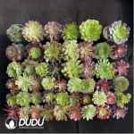 Aeonium Blind Box 50 Pcs - Image 4