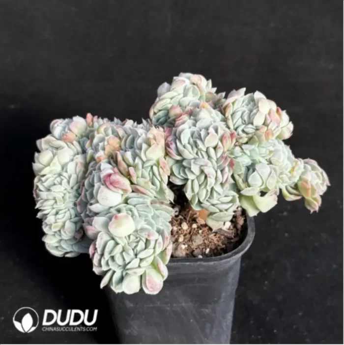 Echeveria Rose Moon Shadow Embellishment crested Cristate - Image 4