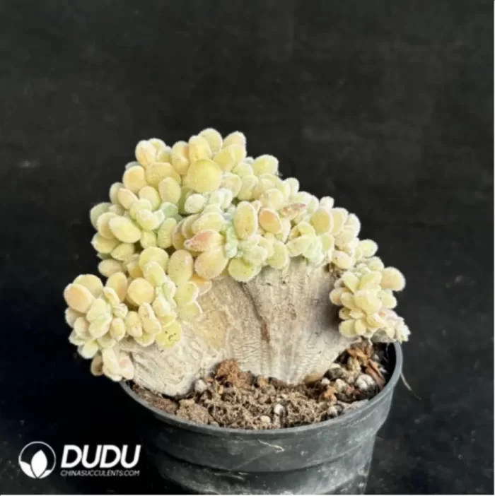 Echeveria  Frosty .Cristate Clustering - Image 4