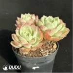 Echeveria Orange Hami melon Clustering - Image 4