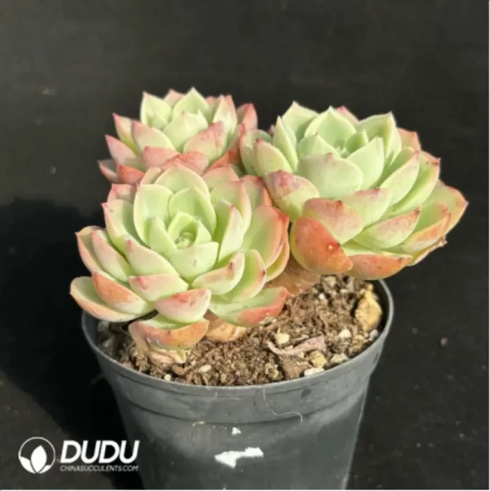 Echeveria Orange Hami melon Clustering - Image 4