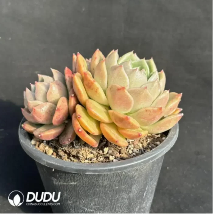 Echeveria Ice city 
Double Head - Image 4