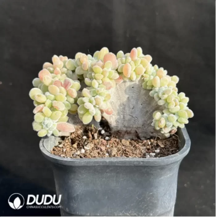 Echeveria Frosty .Cristate Clustering - Image 4