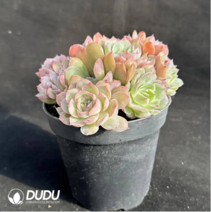 Echeveria Onslow
Clustering - Image 4