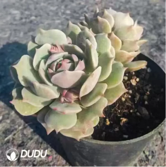 Echeveria Pink Laura
Double Head - Image 4