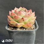 Echeveria Charleston - Image 4