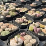 Lithops 2 year South Africa 9PCS Clustering"Pot Sale" - Image 4
