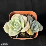 Echeveria 'Lovely Rose' Double Head - Image 4