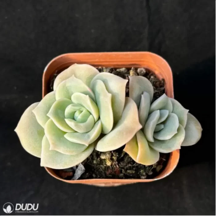 Echeveria 'Lovely Rose' Double Head - Image 4