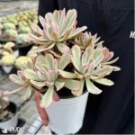 Echeveria Hoveyi variegate Clustering - Image 4