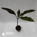 0.5/Pcs Musa acuminata var. zebrina Seedling(100Pcs?? - Image 4