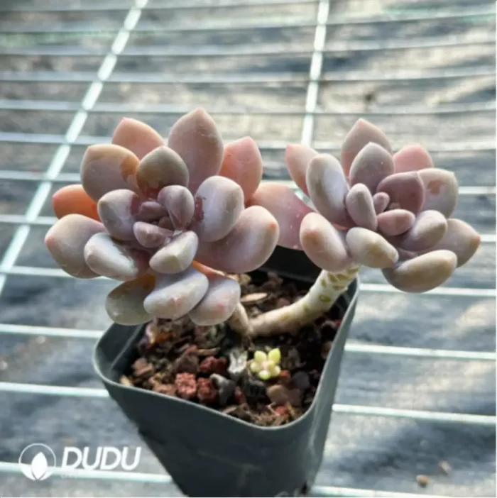 PachyphytumBeauty finger 
Double Head - Image 4