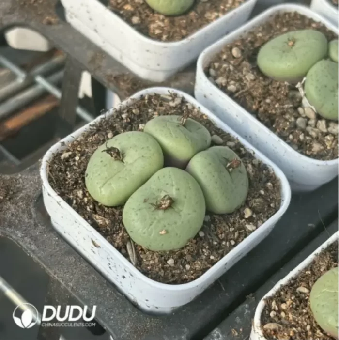 Conophytum-pancake
4 heads - Image 4