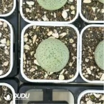Conophytum-
Sesame cake - Image 4