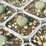Conophytum-Sub mouth - Image 4