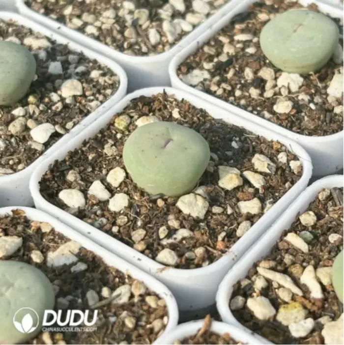 Conophytum-Sub mouth - Image 4