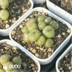Conophytum-ectypum - Image 4