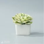 Echeveria Lenore Dean variegate - Image 4