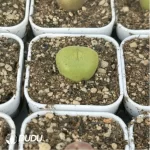 Conophytum-concavum - Image 4