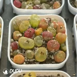 Conophytum-peento
Cut cake - Image 4