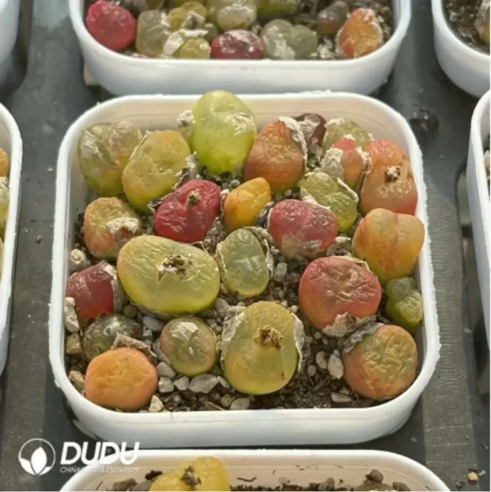Conophytum-peento
Cut cake - Image 4