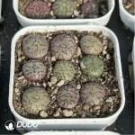 Conophytum-minimum
9PCS Collocation - Image 4