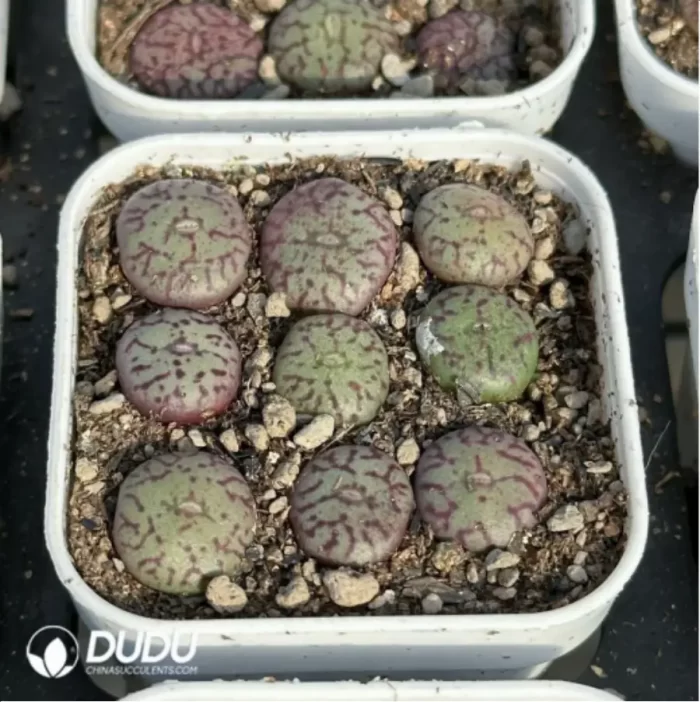 Conophytum-minimum
9PCS Collocation - Image 4