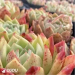 Echeveria Ferghana horse - Image 4