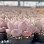 Echeveria Ariel - Image 4