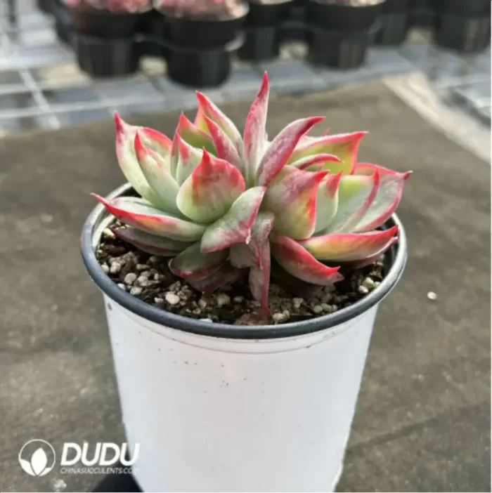 Echeveria Agavoides 'Casio'Double Head - Image 4