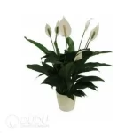 0.2/Pcs Spathiphyllum 'Bingo'(KP) Seedling(100Pcs?? - Image 4