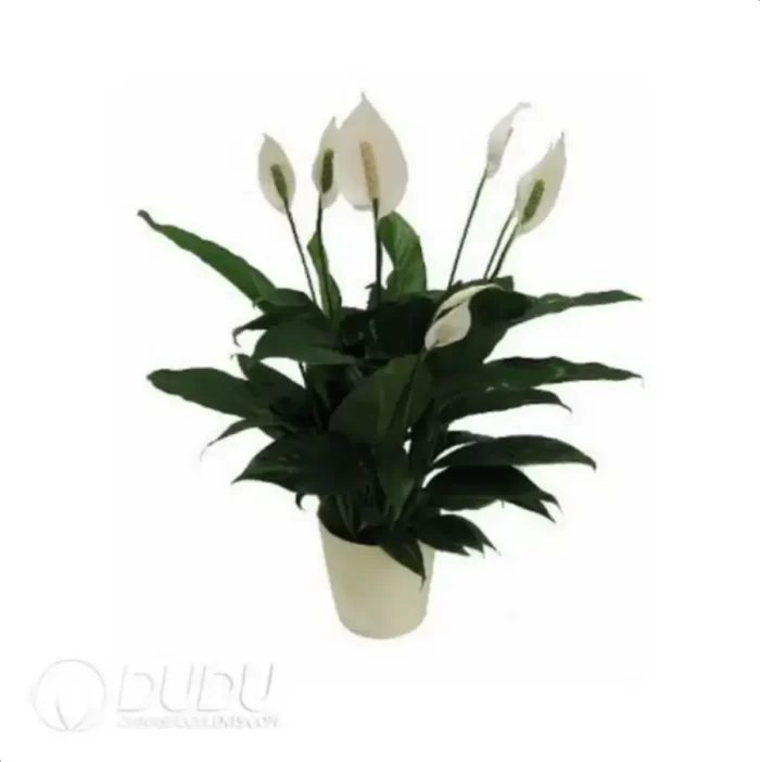 0.2/Pcs Spathiphyllum 'Bingo'(KP) Seedling(100Pcs?? - Image 4